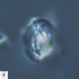 Helicosphaera granulata 22766