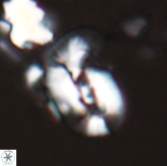 Helicosphaera granulata 26968