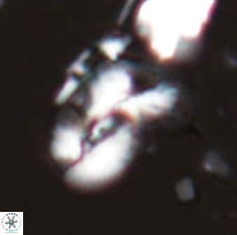 Helicosphaera granulata 26973