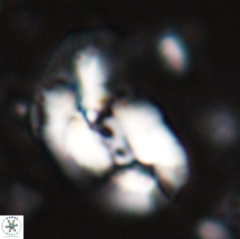 Helicosphaera granulata 27087