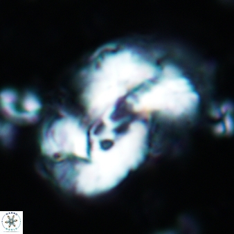 Helicosphaera granulatai 675