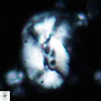 Helicosphaera granulatai 678