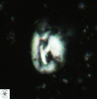Helicosphaera grandeporis 2462
