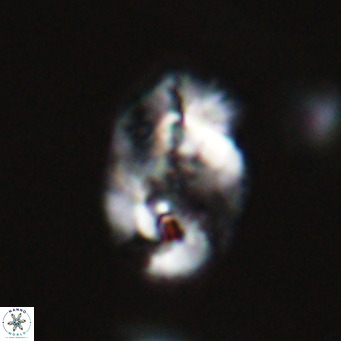 Helicosphaera huangii VR 33488
