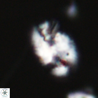Helicosphaera huangii VR 33489