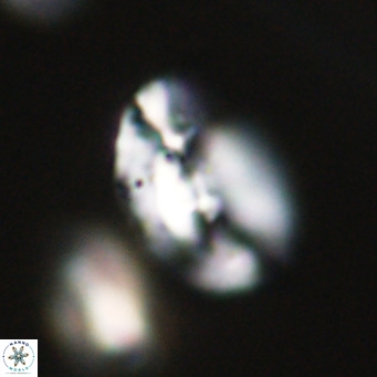 Helicosphaera huangii VR 33499
