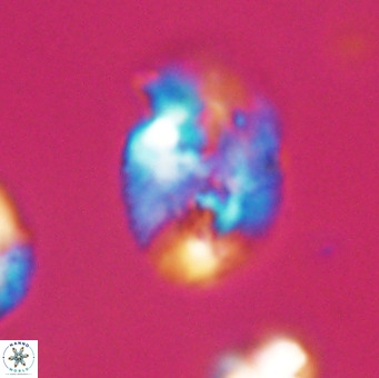 Helicosphaera huangii VR 33502