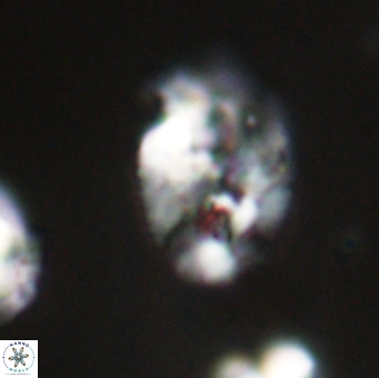 Helicosphaera huangii VR 33503