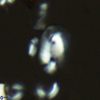 Helicosphaera hyalina VR 03707