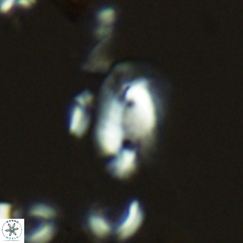 Helicosphaera hyalina VR 03707