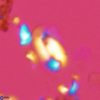 Helicosphaera hyalina VR 03709