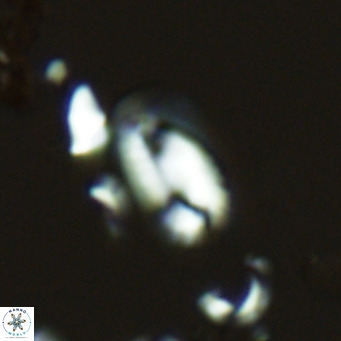 Helicosphaera hyalina VR 03710