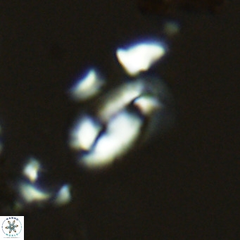 Helicosphaera hyalina VR 03711