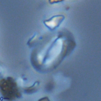 Helicosphaera hyalina VR 03720