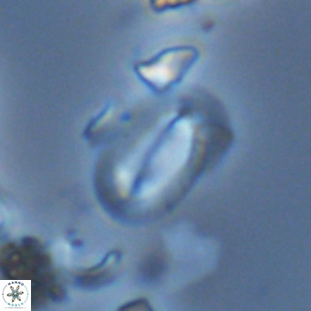 Helicosphaera hyalina VR 03720
