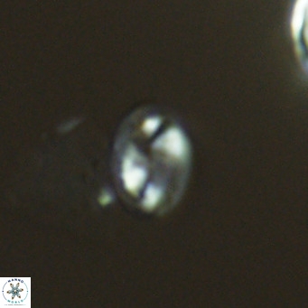 Helicosphaeranudus hyalina VR 04997