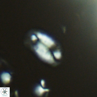 Helicosphaera hyalina VR 04193