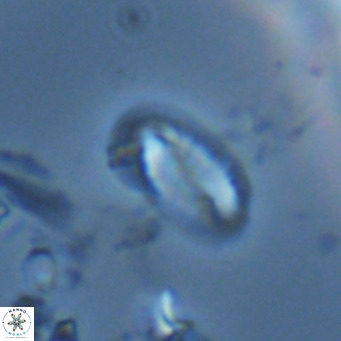 Helicosphaera hyalina VR 04200