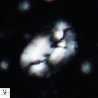 Helicosphaera incisura 19714