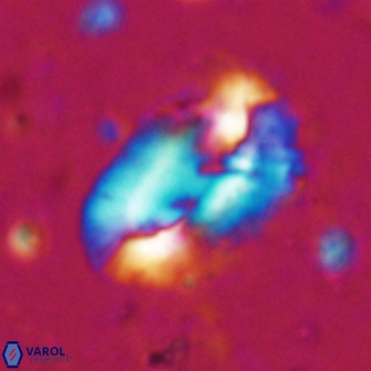 Helicosphaera incisura 19715