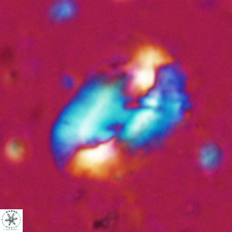 Helicosphaera incisura 19715