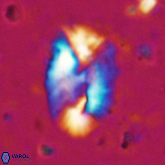 Helicosphaera incisura 19716