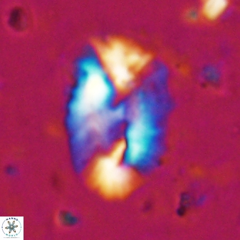 Helicosphaera incisura 19716