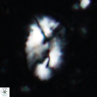 Helicosphaera incisura 19717