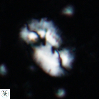 Helicosphaera incisura 19718