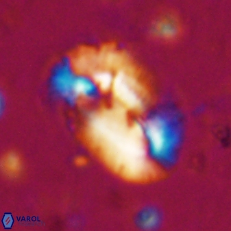 Helicosphaera incisura 19719