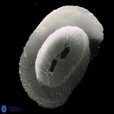 Helicosphaera incisura 1075 34