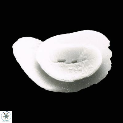 Helicosphaera incisura 1080 9