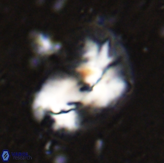 Helicosphaera incisura 48896