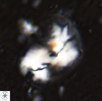 Helicosphaera incisura 48896