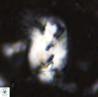Helicosphaera incisura 48899