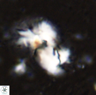 Helicosphaera incisura 48900