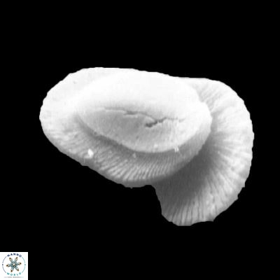 Helicosphaera incisura 938 6