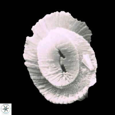 Helicosphaera incusura 1124 6