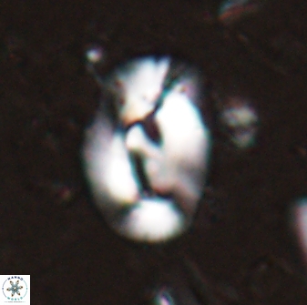 Helicosphaera inermedia 29876