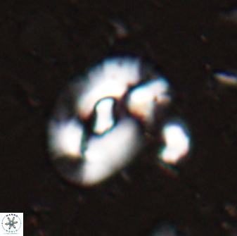 Helicosphaera inermedia 29880