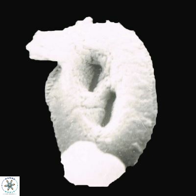 Helicosphaera interm 1243 6