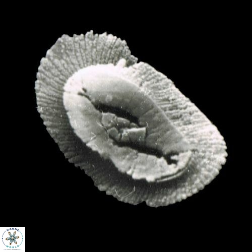 Helicosphaera intermedia 1075 3