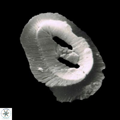 Helicosphaera intermedia 1146 6