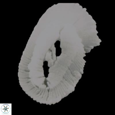 Helicosphaera intermedia 930 17
