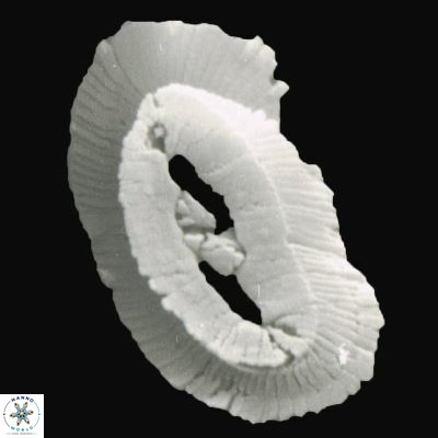 Helicosphaera intermedia 930 13