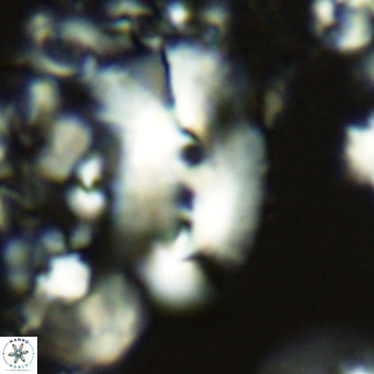 Helicosphaera kamptneri VR 05497