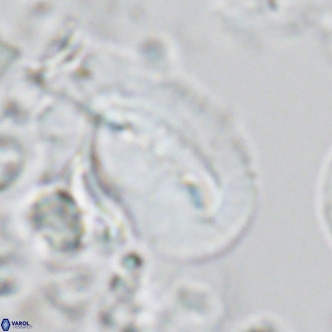 Helicosphaera kamptneri VR 05502