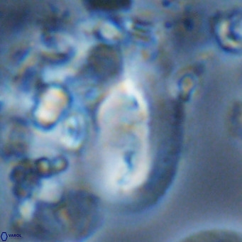 Helicosphaera kamptneri VR 05508