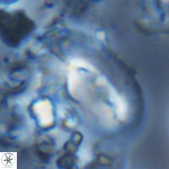 Helicosphaera kamptneri VR 05509