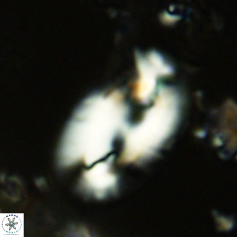 Helicosphaera kamptneri VR 05645